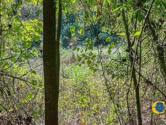 North Litroe Land For Sale In Louisiana 11
