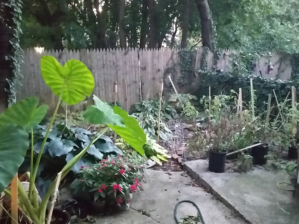 Back Yard