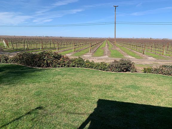 Vineyard from back yard.