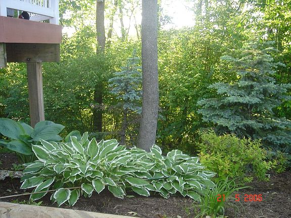 Back garden leading to woods