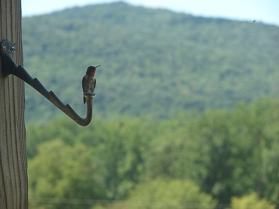Humming bird standing watch