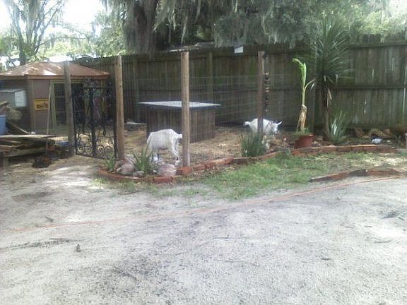 dog yard