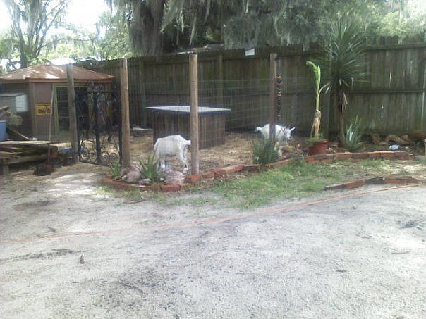 dog yard