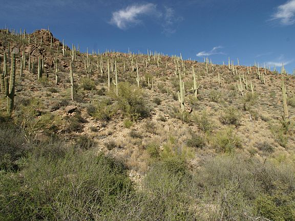 4th image of 6676 W Sky Canyon Dr