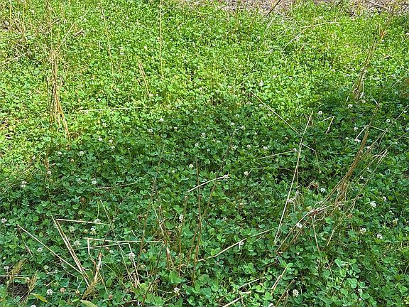 2nd image of 0 Bee Creek Rd