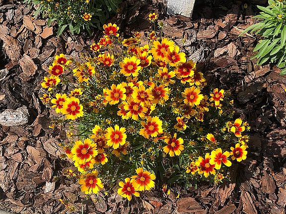 New landscaping and sod