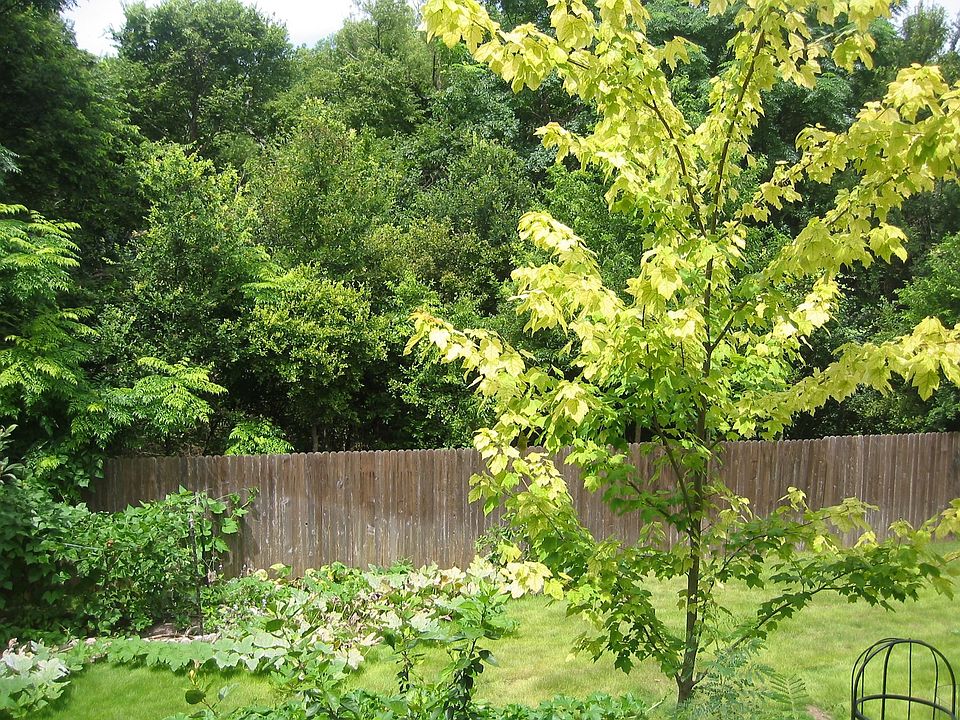 Back yard/Greenbelt