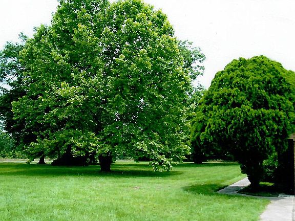 Looking to street from drive