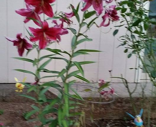 Perennial lilies by pool