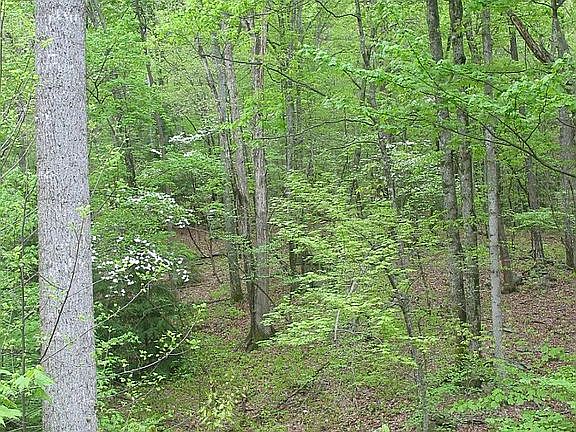 Beautifully Wooded Property