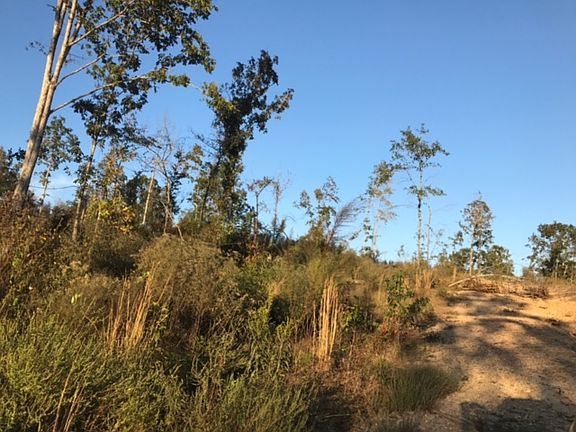 3rd image of 10 Acres Tract B Hwy #84