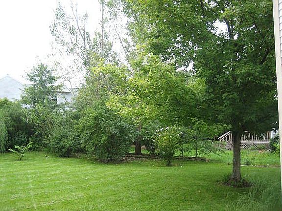 TREES & Fig