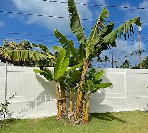 Banana Tree