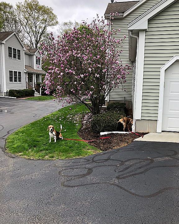 2nd image of 215 Village St #C