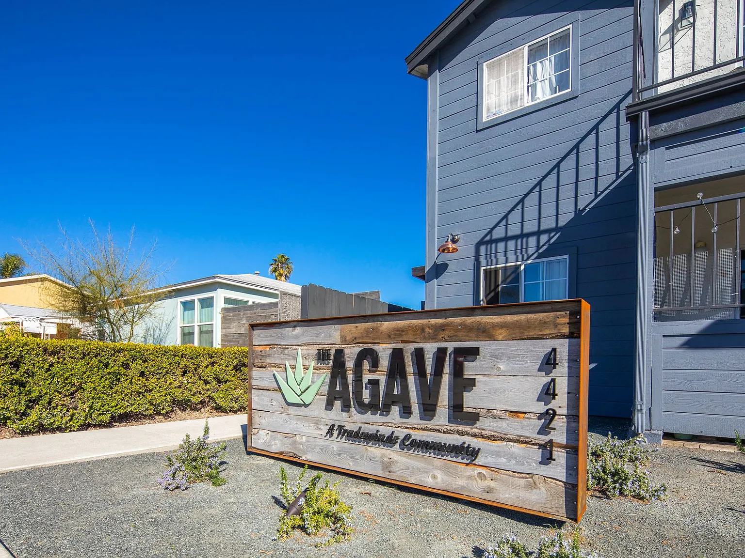 Agave — Photo 2