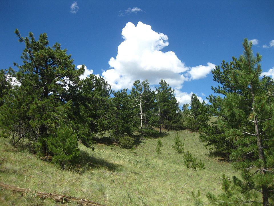 Meadows