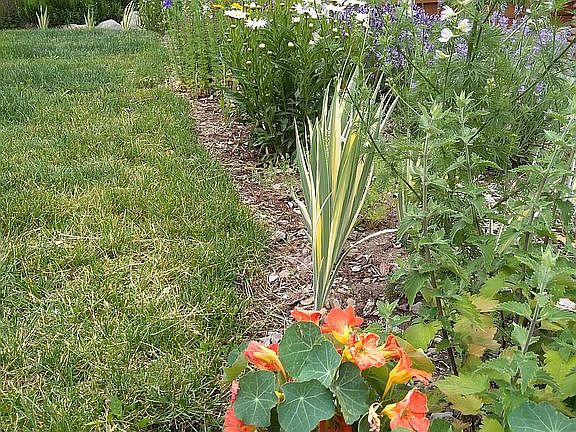 Back yard 2