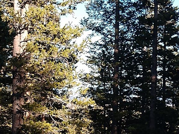 4th image of 168 Silverheels Pl