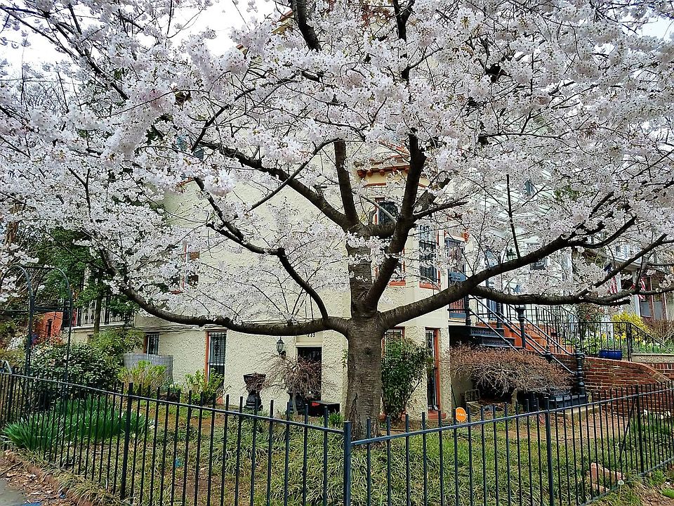 Front of home with cherry blossoms in the spring!