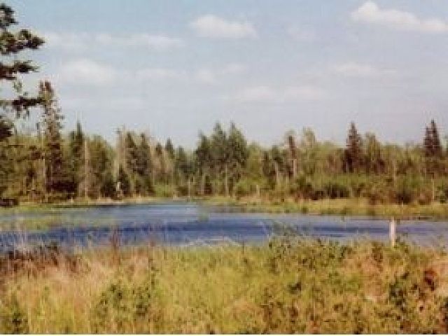 Pond
