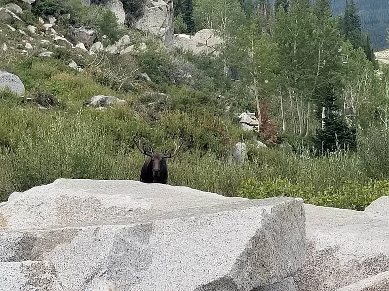Mouse on hike near Solitude