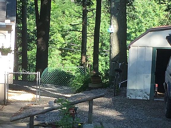 front yard with shed