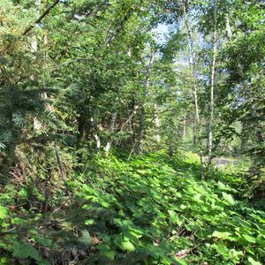 Tbd Maitland Rd, Lead, SD, 57754