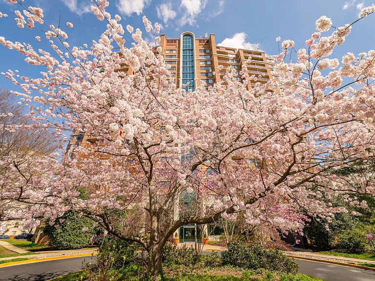The Magnolia — Photo 36