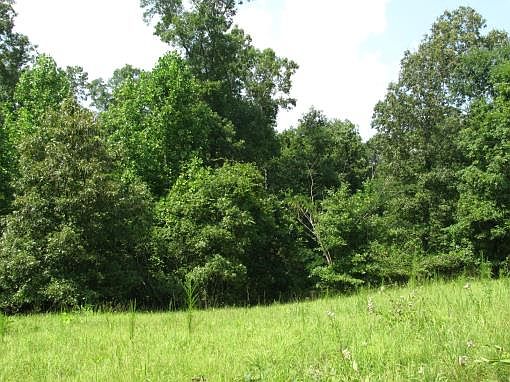 2nd image of Lucy Loop