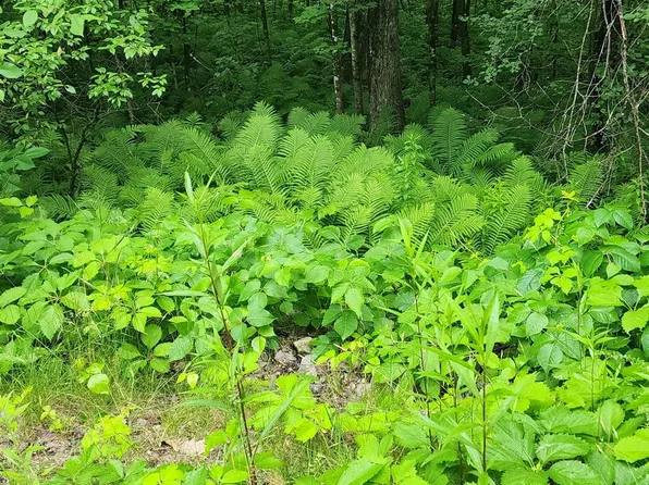 TBD Bond Spring Road Lot 1, Newfield, ME 04095