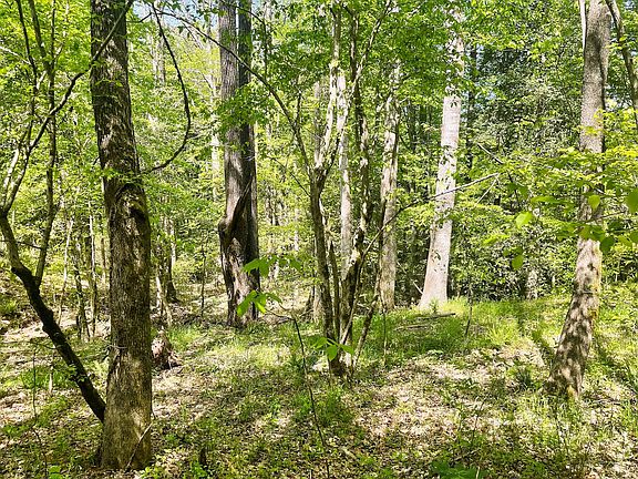 Woods