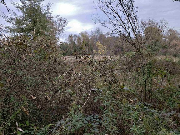 3rd image of Rose Road