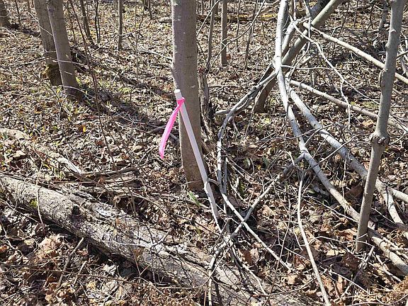 2nd image of Pineview Dr Lot 455
