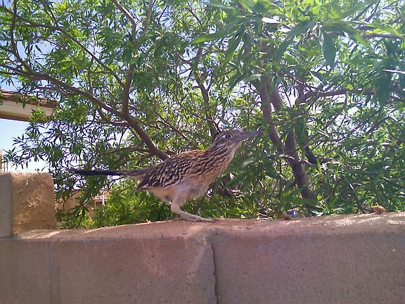 Neighbor