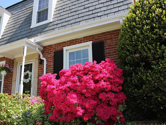 Beautiful Azaleas