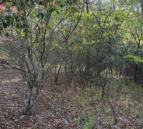 2nd image of Lot #29 Isabel Way
