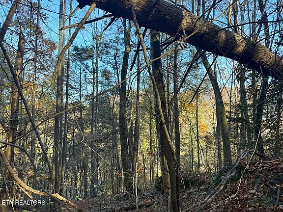 5th image of Bear Track Way