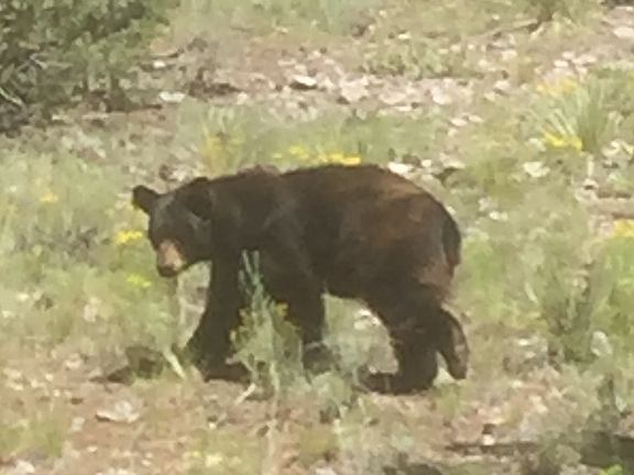 Wildlife