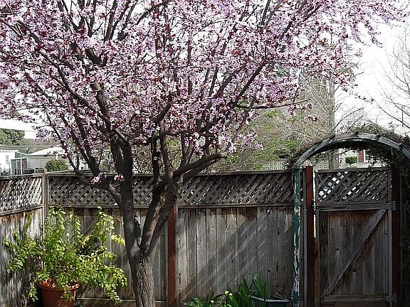 Courtyard off of Master Bdrm