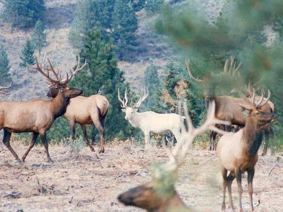 Elk near by
