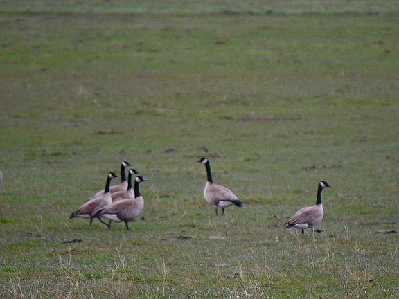 Local wildlife