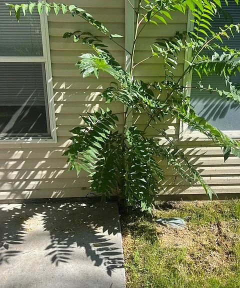 1813 W Dew Mist Dr — Photo 19