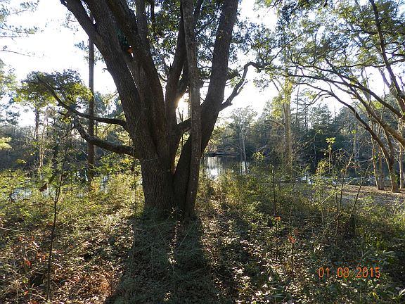 Beautiful Oak