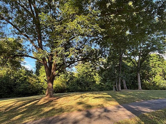 Pecan Trees