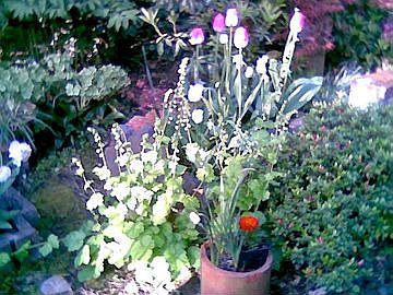 Backyard spring 06