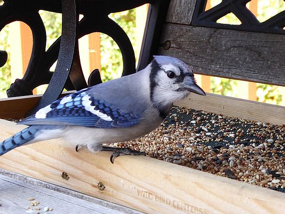 he heard the food was good