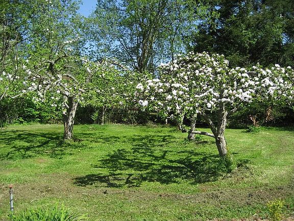 Orchard