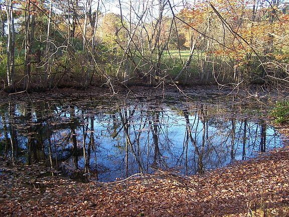 pond