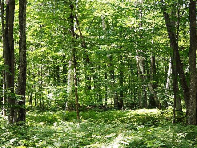 1st image of Lot 3 E LAURA LAKE RD