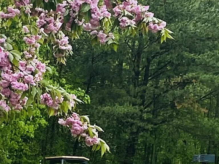 West Meadows — Photo 10